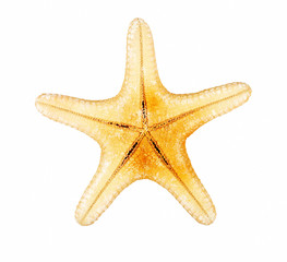 Starfish on a white background, isolate, top view