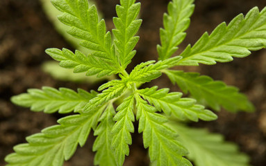 Indoor grow hemp. Legal marijuana cultivation in the home. Hemp CBD, cultivation cannabis, marijuana leaves, top view