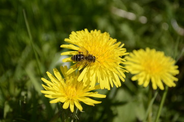 fly on dandelion