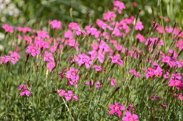 Fototapeta premium carnation flower