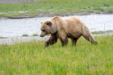 Female coastal brown bear (Ursus arctos) in a gras meadow in Lake Clark NP, Alaska