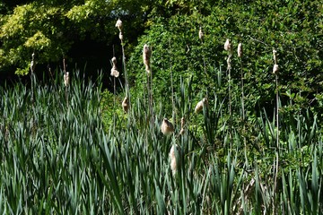 Obraz premium Reeds or Typha Latifolia with flying seeds, in the park.
