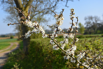 White spring blossom in a field