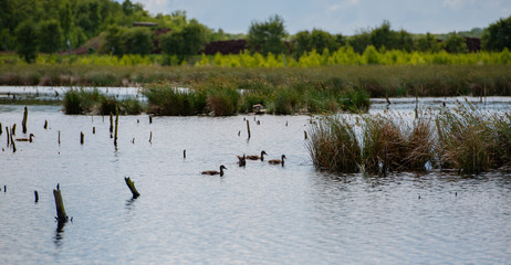 Wiedervernässung von einer Torf Abbaufläche in einer Moorlandschaft im Himmelsmoor bei Hamburg