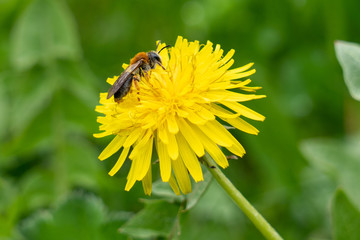 Bee on yellow dandelion flower. Spring. Green grass.