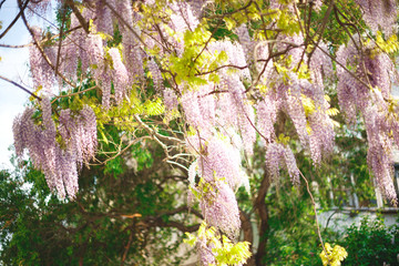 beautiful blooming lilac wisteria tree at sunset