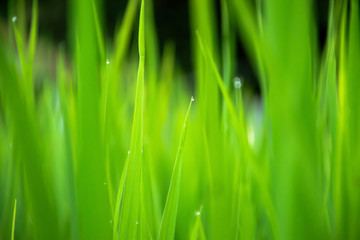 Close up of beautiful green grass with blurred background.