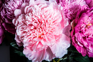 top macro view on exquisite bouquet made from many large pink and purple peonies