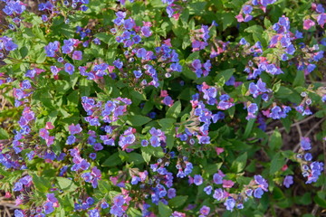 Colored glade of flowering spring plants of the Lungwort.