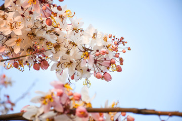 Beautiful soft pink and white flower of Wishing Tree blooming with blurred background. (Other name: Pink cassia, Pink and White Shower Tree flowers ; Scientific name: Cassia bakeriana Craib).