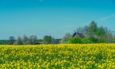 Yellow field and blue sky in summer