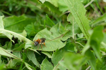 Bee on green dandelion leaf. Spring. Green grass.