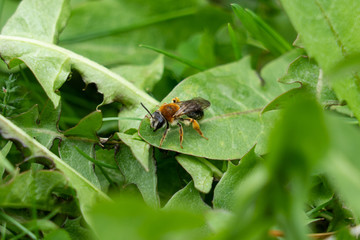 Bee on green dandelion leaf. Spring. Green grass.