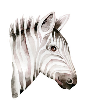 Africa watercolor savanna zebra animal. African Safari cute animals portrait character.Perfect for wallpaper print, poster, packaging ,invitation, wedding design