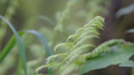 Fototapeta na wymiar fern in the forest, wildlife spring time