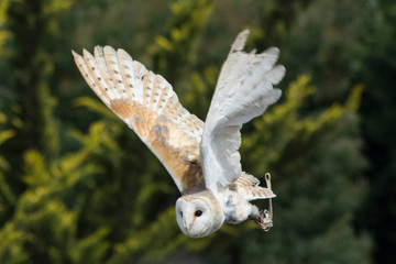 lechuza volando 