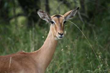 A closeup of a common impala ewe staring at the camera during the day at the end of the rainy season in the South Africa bushveld.