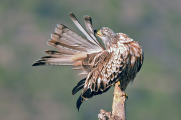 milano real se arregla las plumas