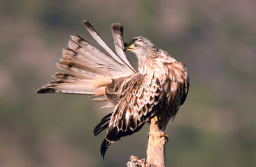 milano real se arregla las plumas