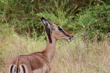 A closeup of a black-faced impala ewe feeding in a South African grassland while a pair of...