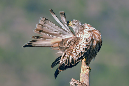 milano real se arregla las plumas