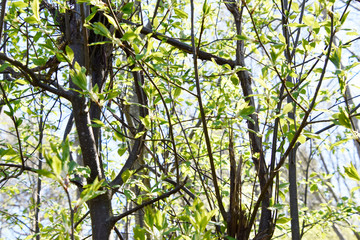 Forest branches with leaves, background.