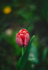 red poppy flower