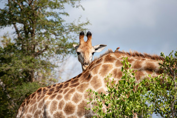 A closeup of a shy young Cape giraffe (Giraffa camelopardalis giraffa), staring at the camera over its mother's back, next to an Oxpecker, at the end of the rainy season in the South African bushveld. © Darrell