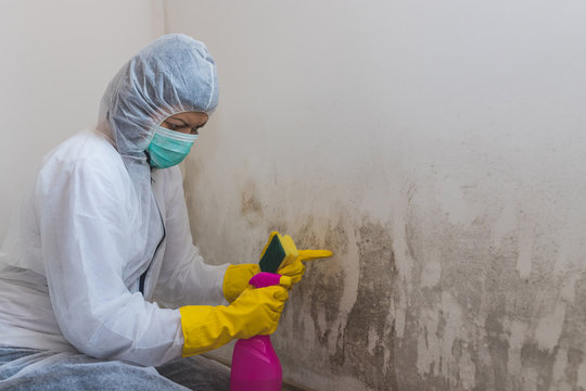 Close up of a female worker of cleaning service removes mold from wall using sponge and spray bottle with mold remediation chemicals