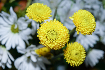 Chrysanthemum Creamist Golden, Daisy flower