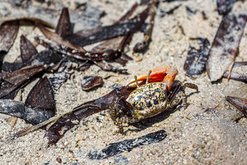 Yellow speckled fiddler crab with a big orange claw on the sand mixed with dry mangrove leaves.