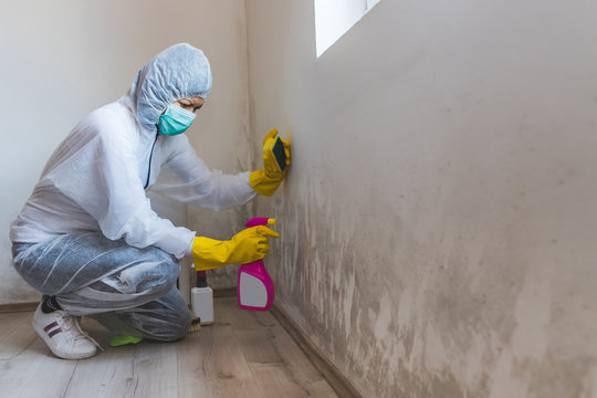 Worker of cleaning service removes the mold using antimicrobial spray and sponge