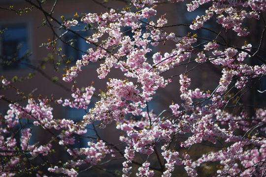 Sakura. Close up of pink Cherry blossom in sunny day