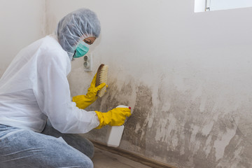 Worker of cleaning service using using spray bottle with mold remediation chemicals and scrubbing...