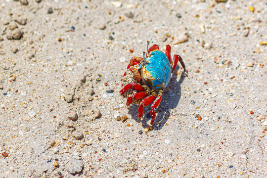 Fiddler crab painted in bright blue and red, grabs a bit of sand with its claws.