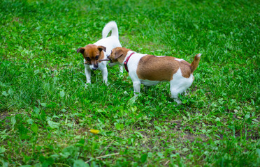 Two dogs of breed Jack Russell Terrier nibble a stick. The dog is playing with a stick. Little dog with a stick. The hunting dog is playing.