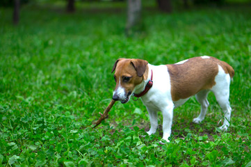 Naklejka na ściany i meble Dog breed Jack Russell Terrier nibbles a stick. The dog is playing with a stick. Little dog with a stick. The hunting dog is playing.
