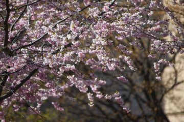Obraz premium Sakura. Close up of pink Cherry blossom in sunny day