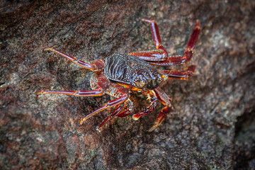 Close-up of a red-brown marble crab sitting on a wet rock.