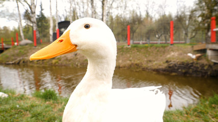 Head shot of cute white duck with poof, close up of white duck.