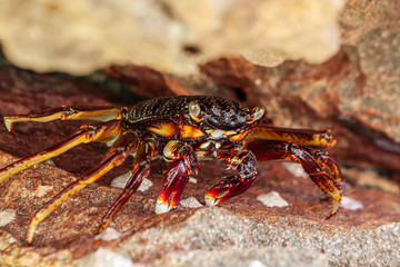 Large red-brown marble crab bulgs its eyes while sitting in a crevice among the rocks.