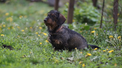 thoroughbred dachshund dog among nature, spring day