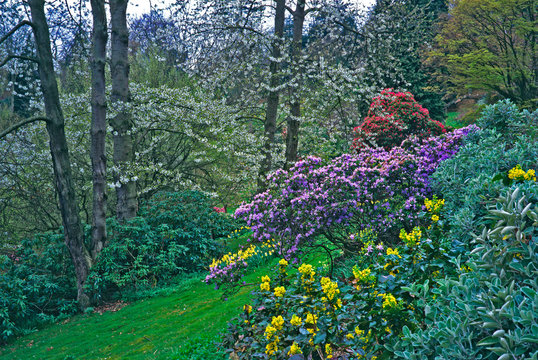 A Woodland Garden in spring with colourful Rhododrons and Azalias