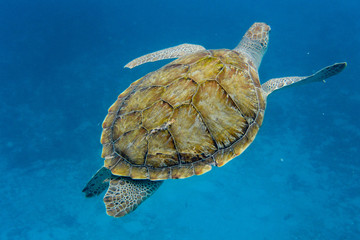 Green Turtle (Chelonia mydas) swimming in the Caribbean Sea in Barbados