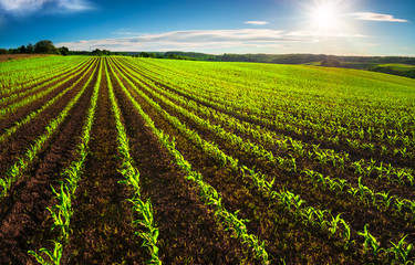 Agriculture shot: rows of young corn plants growing on a vast field with dark fertile soil leading...