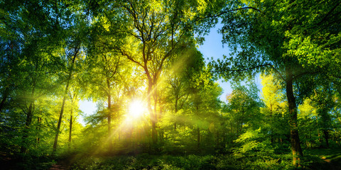 Obraz premium Vivid scenery of beautiful sunlight in a lush green forest, with vibrant colors and pleasant contrast 