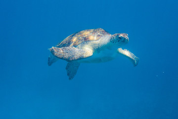 Green Turtle (Chelonia mydas) swimming in the Caribbean Sea in Barbados