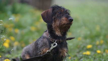 thoroughbred dachshund dog among nature, spring day