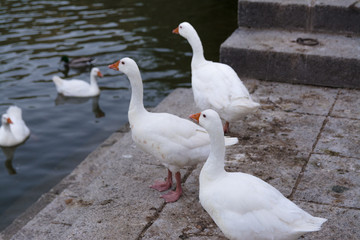 Domestic white geese by the riverbank. Waiting for bread. Bird series.
