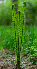 fern leaf in the forest